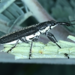 Rhinotia sp. in brunnea-group at Hackett, ACT - 23 Nov 2021