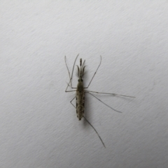 Anopheles (Cellia) annulipes (Spear Mosquito) at McKellar, ACT - 27 Nov 2021 by Amata