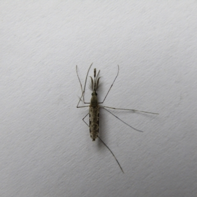 Anopheles (Cellia) annulipes (Spear Mosquito) at McKellar, ACT - 27 Nov 2021 by Birdy