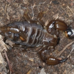 Urodacus manicatus (Black Rock Scorpion) at Hackett, ACT - 23 Nov 2021 by jb2602