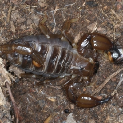 Urodacus manicatus (Black Rock Scorpion) at Hackett, ACT - 23 Nov 2021 by jb2602