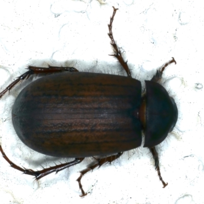 Sericesthis nigrolineata (Dusky pasture scarab) at Ainslie, ACT - 23 Nov 2021 by jb2602