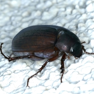 Sericesthis nigrolineata at Ainslie, ACT - 23 Nov 2021 09:09 PM