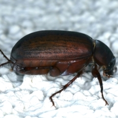 Sericesthis nigrolineata at Ainslie, ACT - 23 Nov 2021 09:09 PM