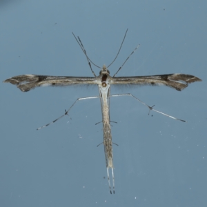 Sinpunctiptilia emissalis at Ainslie, ACT - 23 Nov 2021