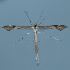 Sinpunctiptilia emissalis (Speedwell Pterror) at Ainslie, ACT - 23 Nov 2021 by jbromilow50