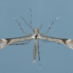 Sinpunctiptilia emissalis at Ainslie, ACT - 23 Nov 2021