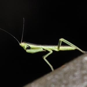 Mantodea (order) at Acton, ACT - 26 Nov 2021