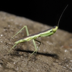 Mantodea (order) at Acton, ACT - 26 Nov 2021 11:15 AM