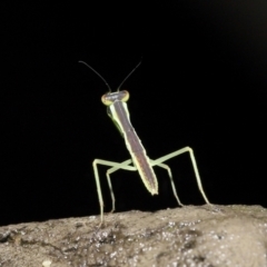 Mantodea (order) at Acton, ACT - 26 Nov 2021