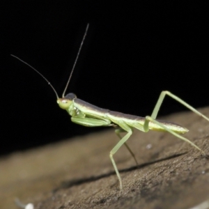 Mantodea (order) at Acton, ACT - 26 Nov 2021