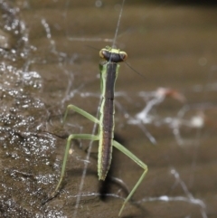 Mantodea (order) at Acton, ACT - 26 Nov 2021 11:15 AM