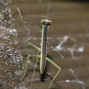 Mantodea (order) at Acton, ACT - 26 Nov 2021 11:15 AM