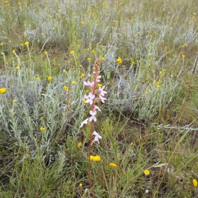 Stylidium graminifolium (grass triggerplant) at Kowen, ACT - 27 Nov 2021 by jamesjonklaas