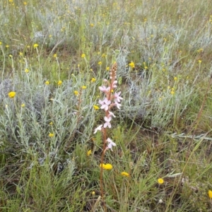 Stylidium graminifolium at Kowen, ACT - 27 Nov 2021