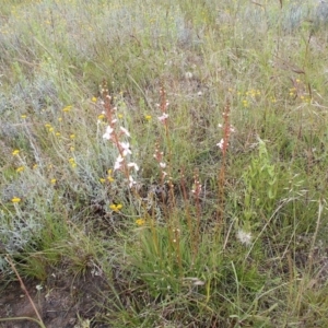 Stylidium graminifolium at Kowen, ACT - 27 Nov 2021