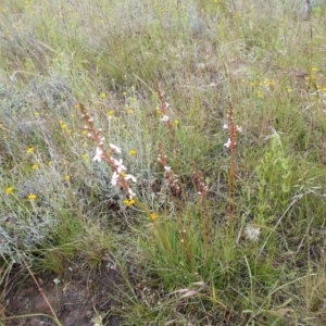 Stylidium graminifolium at Kowen, ACT - 27 Nov 2021