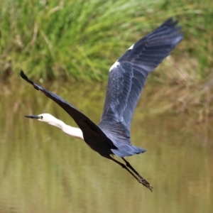 Ardea pacifica at Chiltern, VIC - 27 Nov 2021