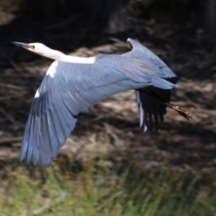 Ardea pacifica at Chiltern, VIC - 27 Nov 2021 09:50 AM