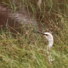 Ardea pacifica at Chiltern, VIC - 27 Nov 2021