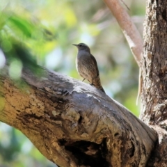 Climacteris picumnus victoriae (Brown Treecreeper) at Chiltern-Mt Pilot National Park - 26 Nov 2021 by KylieWaldon