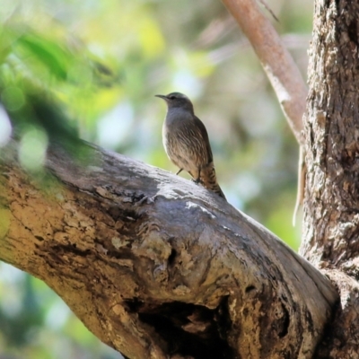 Climacteris picumnus victoriae (Brown Treecreeper) at Chiltern-Mt Pilot National Park - 26 Nov 2021 by KylieWaldon