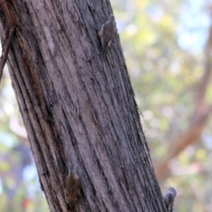 Climacteris picumnus victoriae at Chiltern, VIC - 27 Nov 2021