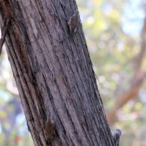 Climacteris picumnus victoriae at Chiltern, VIC - 27 Nov 2021