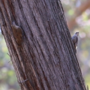 Climacteris picumnus victoriae at Chiltern, VIC - 27 Nov 2021