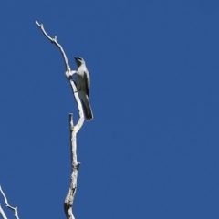 Coracina papuensis (White-bellied Cuckooshrike) at Chiltern, VIC - 27 Nov 2021 by KylieWaldon