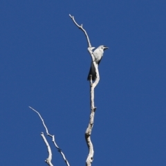 Coracina papuensis at Chiltern, VIC - 27 Nov 2021