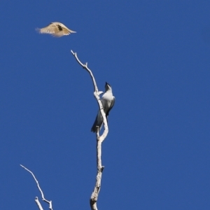 Coracina papuensis at Chiltern, VIC - 27 Nov 2021