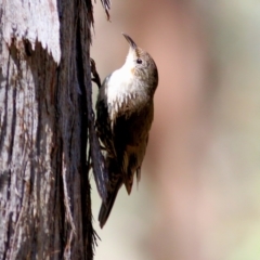 Cormobates leucophaea (White-throated Treecreeper) at Chiltern-Mt Pilot National Park - 26 Nov 2021 by KylieWaldon