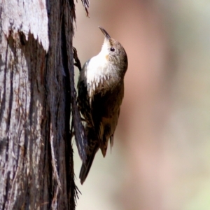 Cormobates leucophaea at Chiltern, VIC - 27 Nov 2021 09:26 AM