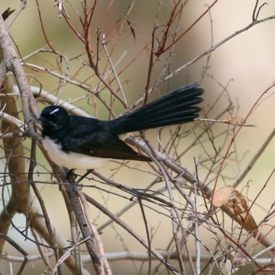 Rhipidura leucophrys (Willie Wagtail) at Chiltern, VIC - 27 Nov 2021 by KylieWaldon