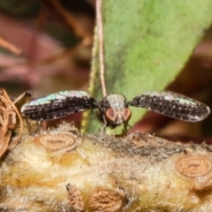 Trypetisoma digitatum (A lauxaniid fly) at Macgregor, ACT - 27 Nov 2021 by Roger