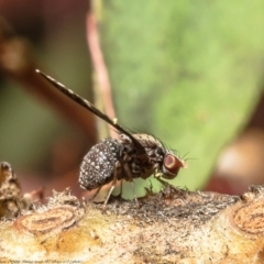 Trypetisoma digitatum at Macgregor, ACT - suppressed