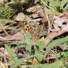 Junonia villida (Meadow Argus) at Chiltern-Mt Pilot National Park - 26 Nov 2021 by KylieWaldon