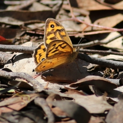 Heteronympha merope (Common Brown Butterfly) at Chiltern-Mt Pilot National Park - 26 Nov 2021 by KylieWaldon