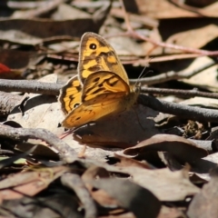Heteronympha merope (Common Brown Butterfly) at Chiltern, VIC - 26 Nov 2021 by KylieWaldon