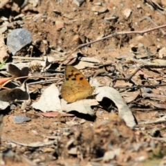 Heteronympha merope at Chiltern, VIC - 27 Nov 2021 09:11 AM