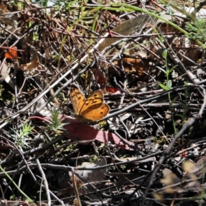 Heteronympha merope at Chiltern, VIC - 27 Nov 2021 09:11 AM