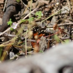 Vanessa kershawi (Australian Painted Lady) at Chiltern-Mt Pilot National Park - 26 Nov 2021 by KylieWaldon