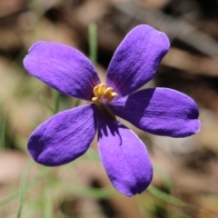 Cheiranthera linearis (Finger Flower) at Chiltern, VIC - 26 Nov 2021 by KylieWaldon