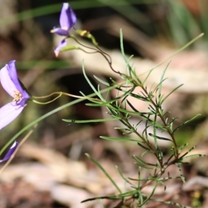 Cheiranthera linearis at Chiltern, VIC - 27 Nov 2021