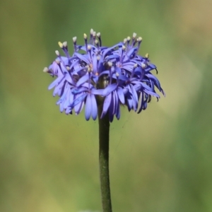 Brunonia australis at Chiltern, VIC - 27 Nov 2021