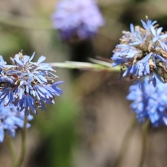 Brunonia australis at Chiltern, VIC - 27 Nov 2021