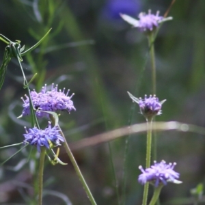 Brunonia australis at Chiltern, VIC - 27 Nov 2021