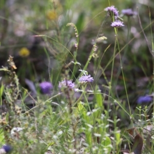 Brunonia australis at Chiltern, VIC - 27 Nov 2021