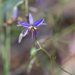 Dianella revoluta var. revoluta (Black-Anther Flax Lily) at Chiltern, VIC - 27 Nov 2021 by KylieWaldon